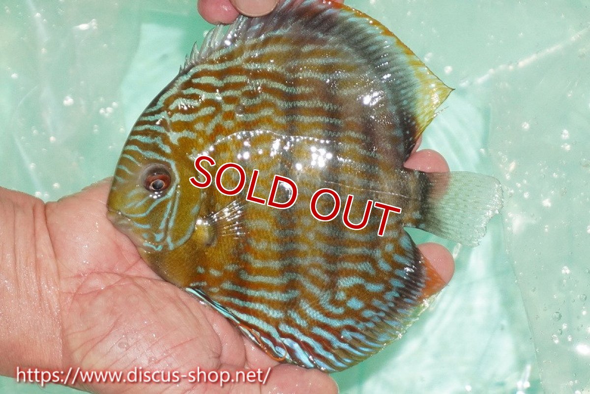 画像1: 【ワイルドディスカス】【通販】ラーゴクミナスーパーロイヤル【個体販売】16cm（生体）ラーゴクミナ産 (1)