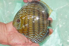 画像1: 【ワイルドディスカス】【通販】ラーゴクミナスーパーロイヤル【個体販売】16cm（生体）ラーゴクミナ産 (1)