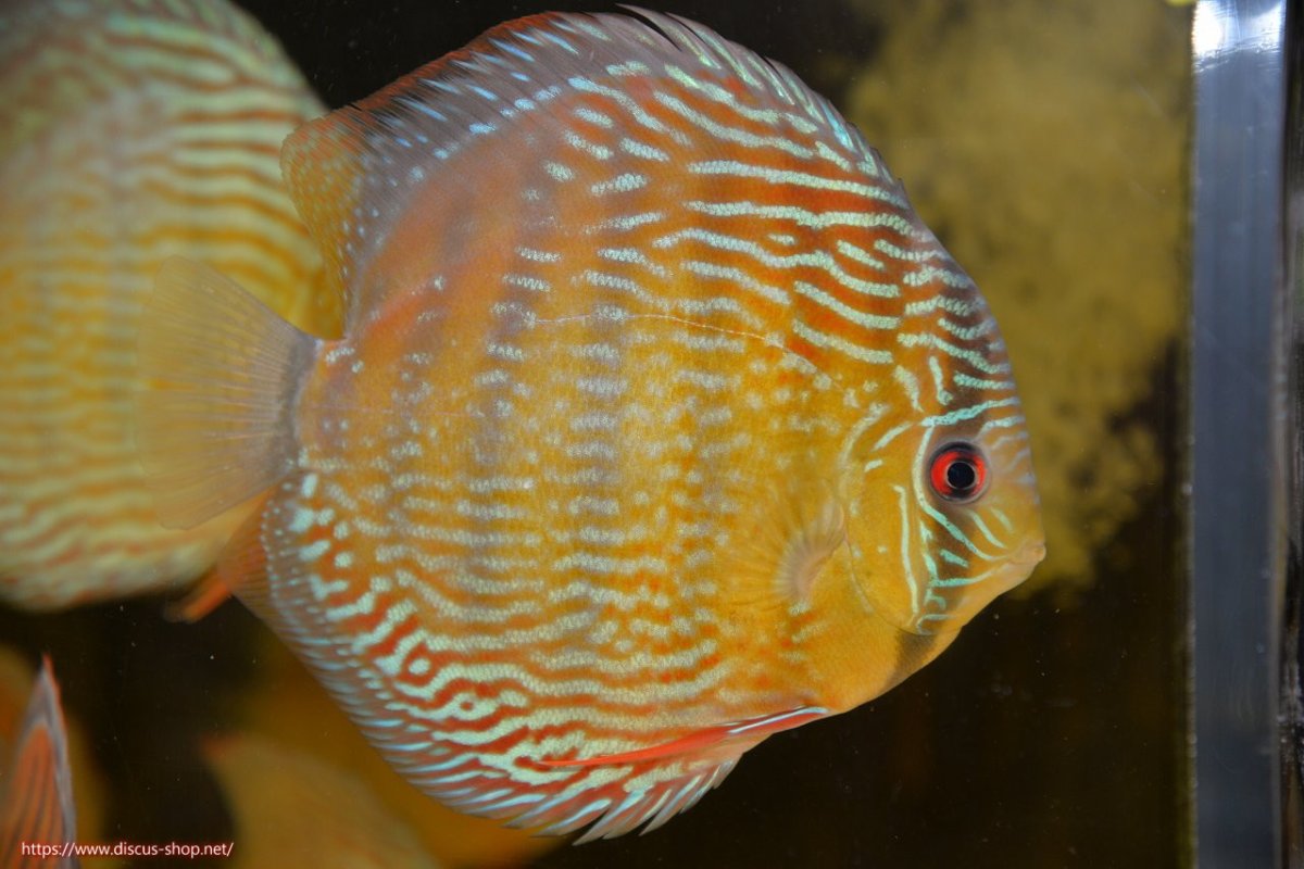 画像1: 【30周年記念セール対象個体】【ワイルドディスカス】【通販】ラーゴクミナスーパーロイヤル【個体販売】16cm（生体）ラーゴクミナ産 (1)