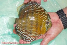 画像2: 【ワイルドディスカス】【通販】ラーゴクミナスーパーロイヤル【個体販売】16cm（生体）ラーゴクミナ産 (2)