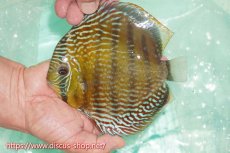 画像3: 【30周年記念セール対象個体】【ワイルドディスカス】【通販】ラーゴクミナスーパーロイヤル【個体販売】16cm（生体）ラーゴクミナ産 (3)