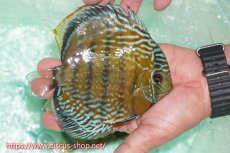 画像2: 【ワイルドディスカス】【通販】ラーゴクミナスーパーロイヤル【個体販売】16cm（生体）ラーゴクミナ産 (2)