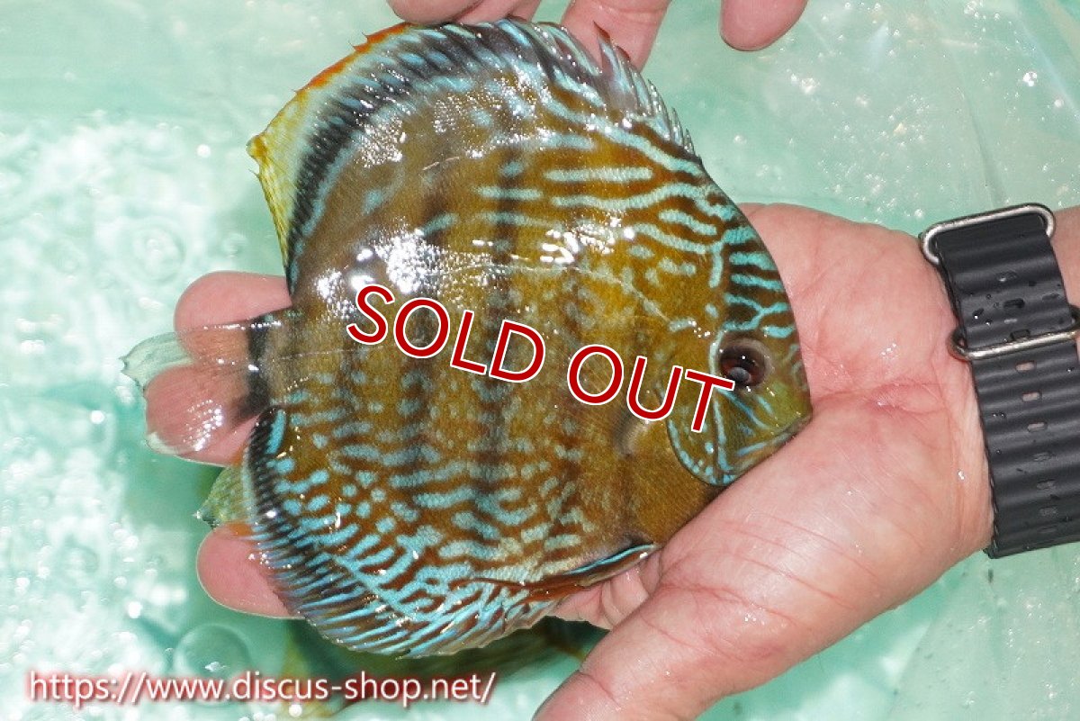 画像3: 【サマーセール対象個体　２匹以上でクーポンご利用で20％OFF】【ワイルドディスカス】【通販】ラーゴクミナスーパーロイヤル【個体販売】16cm（生体）ラーゴクミナ産 (3)