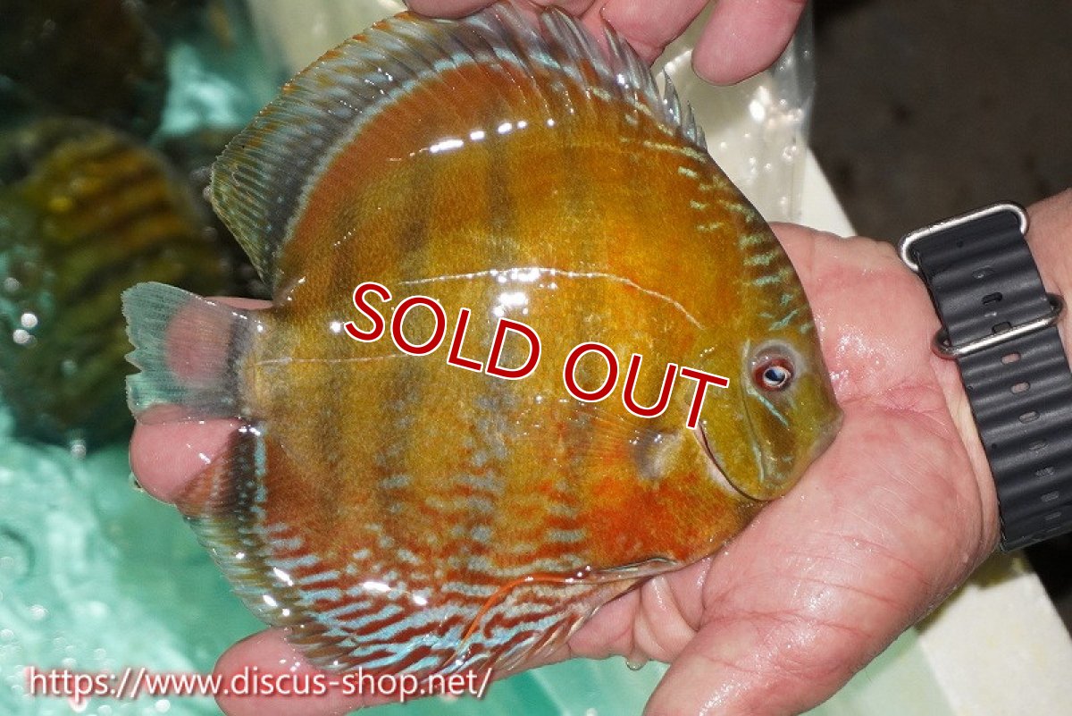 画像2: 【ワイルドディスカス】【通販】ラーゴクミナスーパーレッド【個体販売】16cm（生体）ラーゴクミナ産 (2)