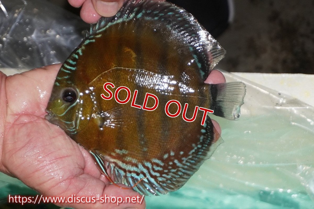 画像1: 【ワイルドディスカス】【通販】ラーゴクミナスーパーレッド【個体販売】15cm（生体）ラーゴクミナ産 (1)