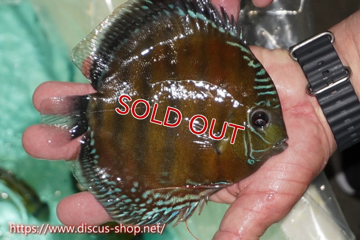 画像2: 【ワイルドディスカス】【通販】ラーゴクミナスーパーレッド【個体販売】15cm（生体）ラーゴクミナ産 (2)