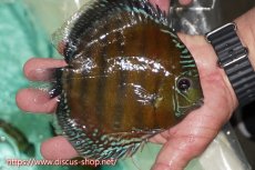 画像2: 【ワイルドディスカス】【通販】ラーゴクミナスーパーレッド【個体販売】15cm（生体）ラーゴクミナ産 (2)