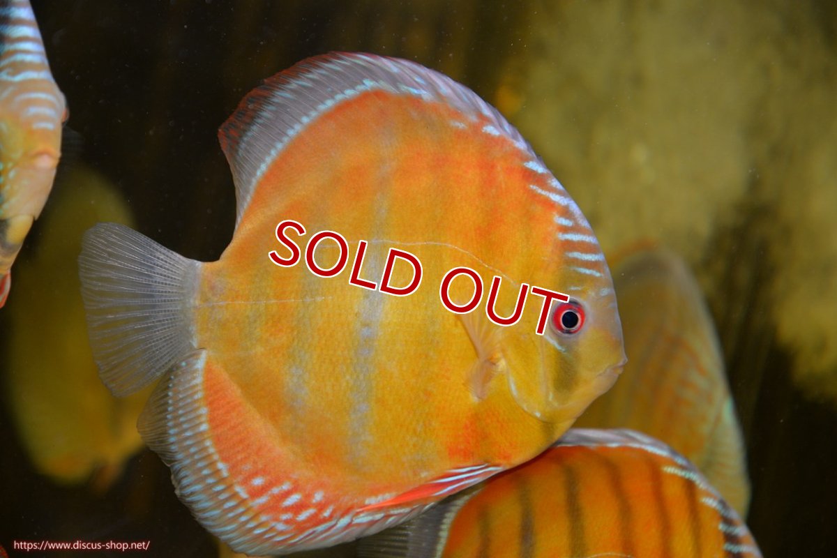 画像3: 【ワイルドディスカス】【通販】ラーゴクミナスーパーレッド【個体販売】15cm（生体）ラーゴクミナ産 (3)