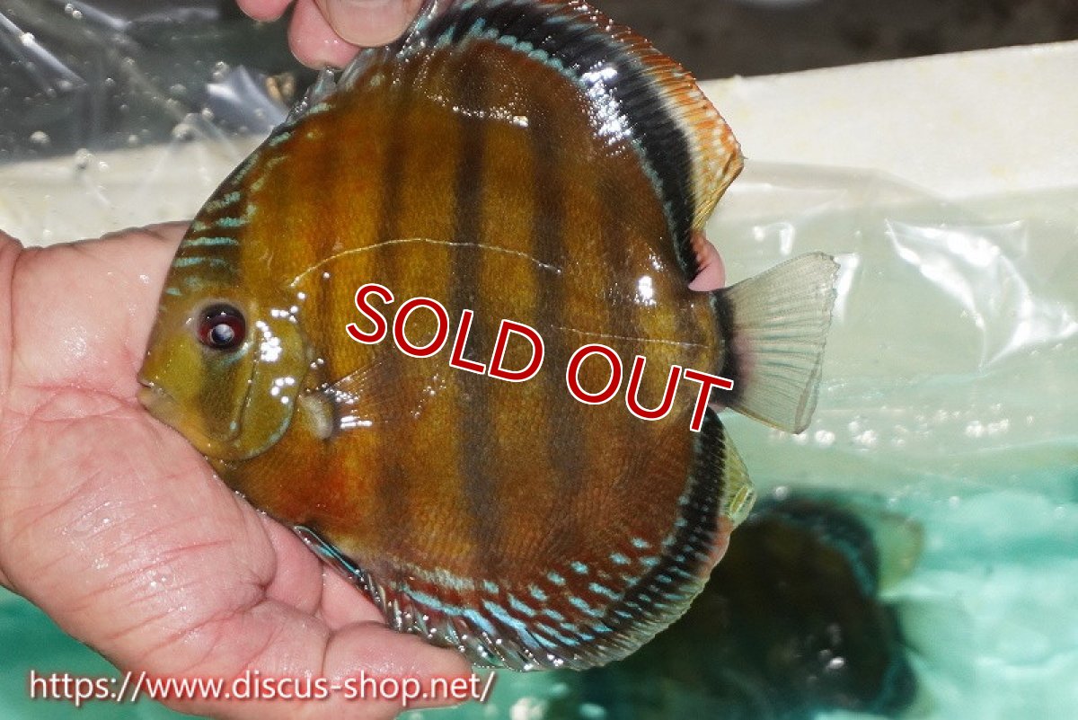 画像4: 【ワイルドディスカス】【通販】ラーゴクミナスーパーレッド【個体販売】15cm（生体）ラーゴクミナ産 (4)