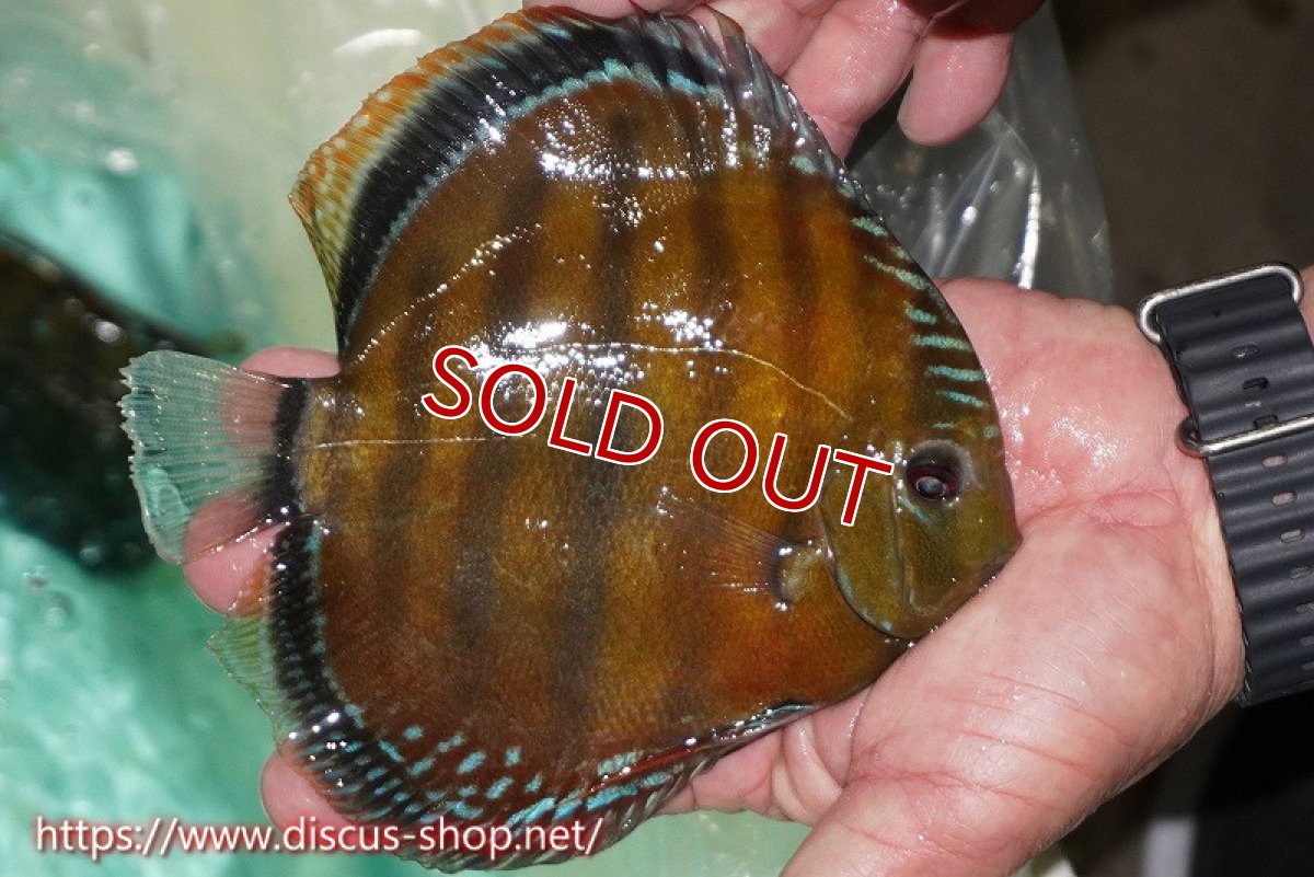 画像5: 【ワイルドディスカス】【通販】ラーゴクミナスーパーレッド【個体販売】15cm（生体）ラーゴクミナ産 (5)