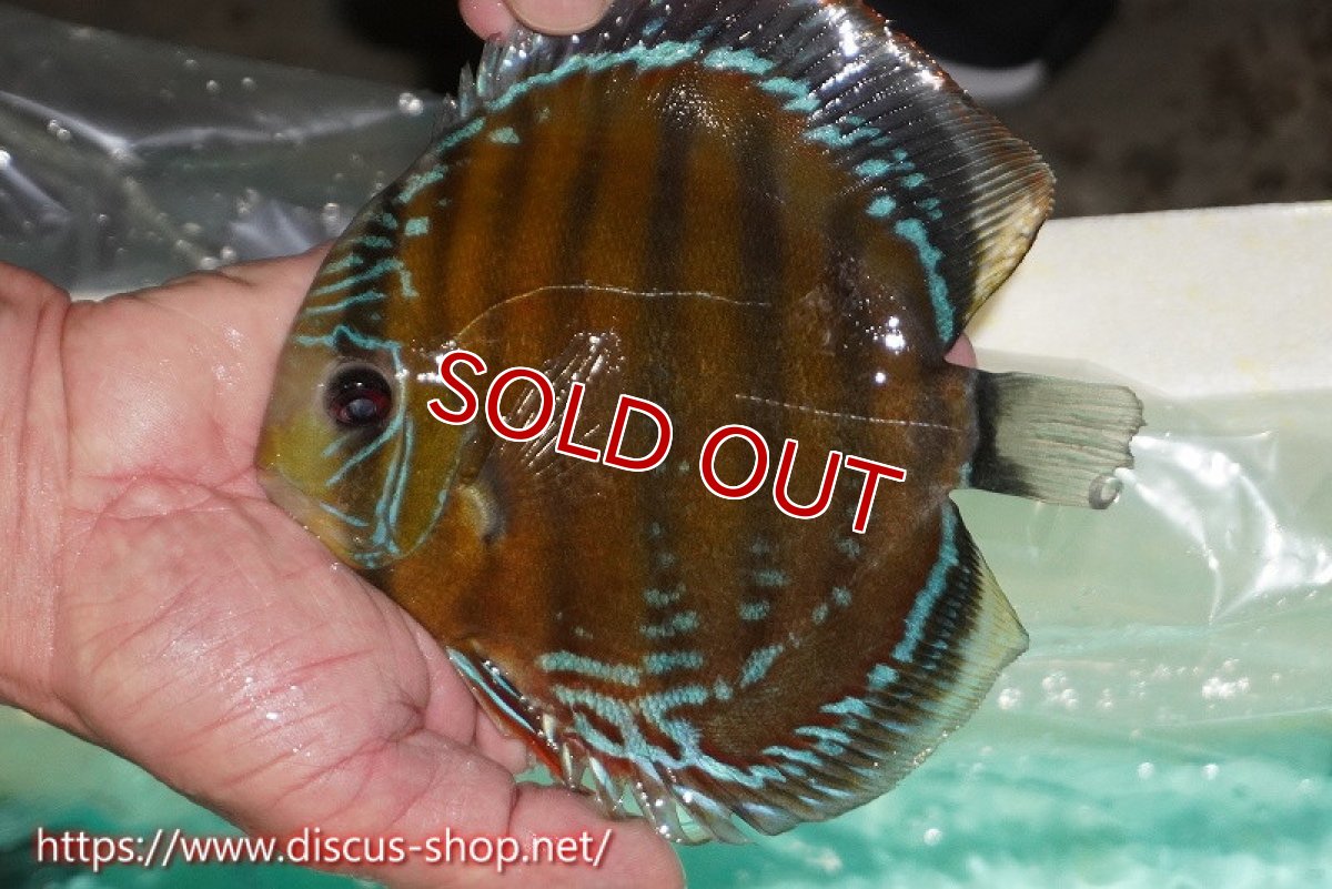 画像1: 【ワイルドディスカス】【通販】ラーゴクミナスーパーレッド【個体販売】15cm（生体）ラーゴクミナ産 (1)