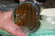 画像1: 【ワイルドディスカス】【通販】ラーゴクミナスーパーレッド【個体販売】15cm（生体）ラーゴクミナ産 (1)