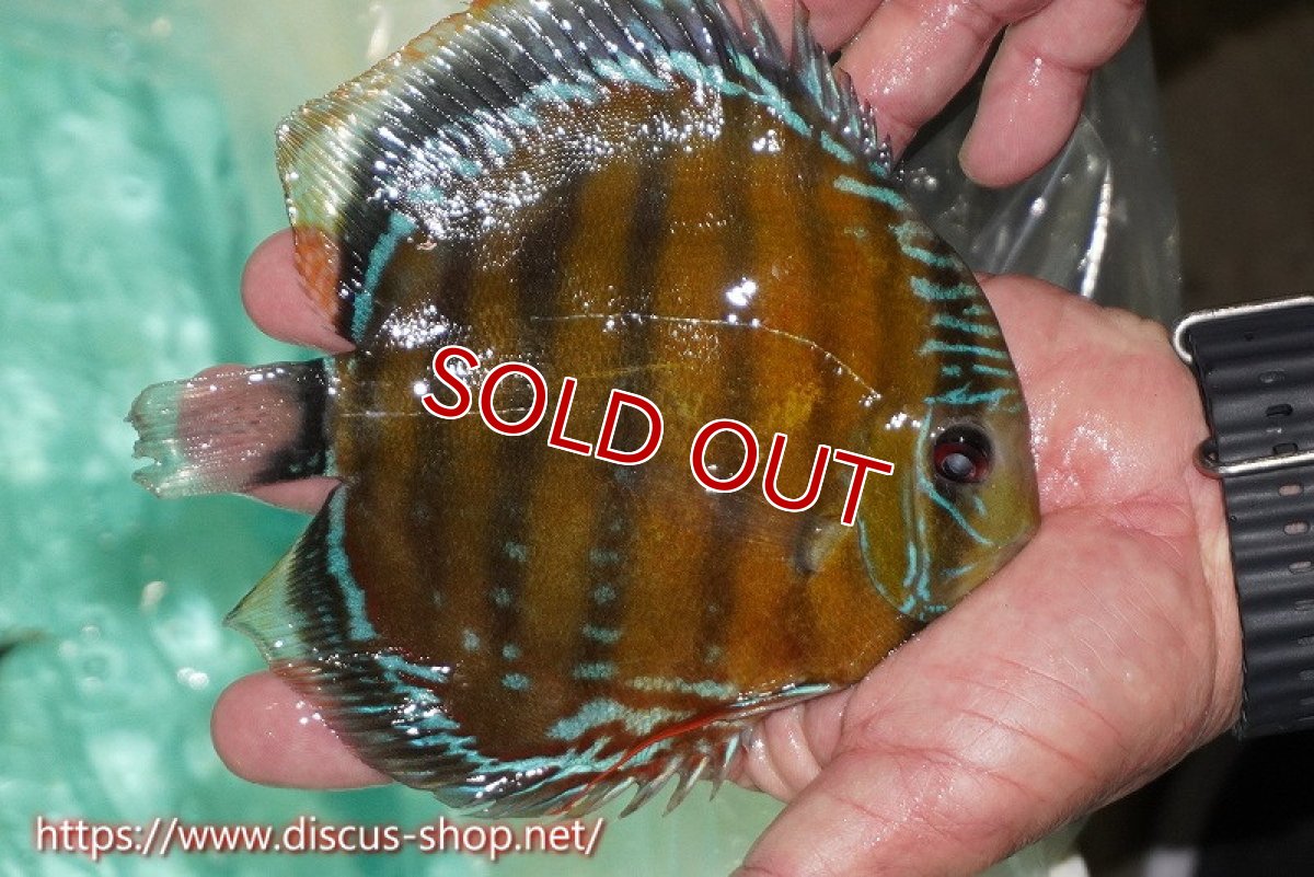 画像2: 【ワイルドディスカス】【通販】ラーゴクミナスーパーレッド【個体販売】15cm（生体）ラーゴクミナ産 (2)