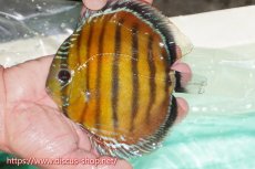 画像1: 【ワイルドディスカス】【通販】ラーゴクミナスーパーレッド【個体販売】15cm（生体）ラーゴクミナ産 (1)