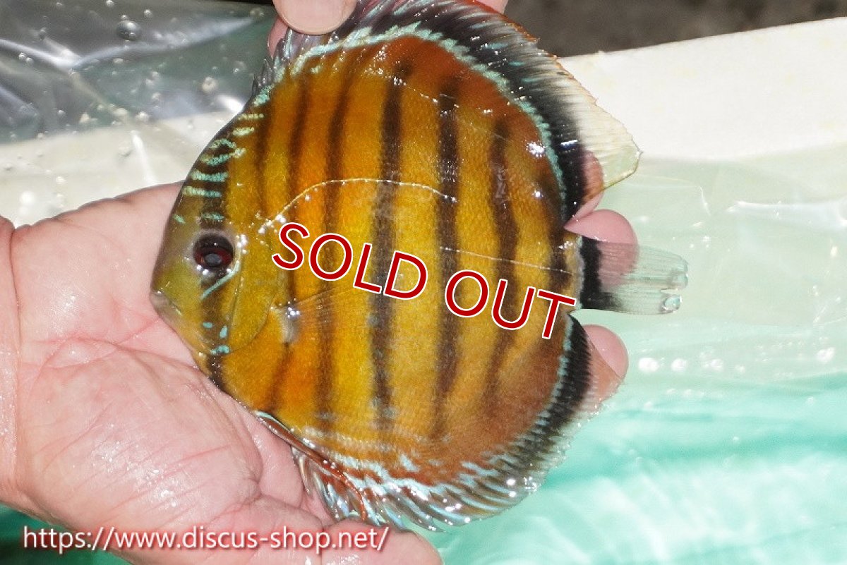 画像2: 【ワイルドディスカス】【通販】ラーゴクミナスーパーレッド【個体販売】15cm（生体）ラーゴクミナ産 (2)