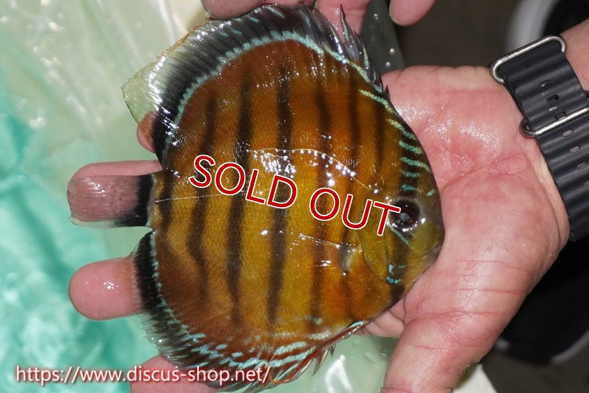 画像3: 【ワイルドディスカス】【通販】ラーゴクミナスーパーレッド【個体販売】15cm（生体）ラーゴクミナ産 (3)