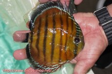 画像3: 【ワイルドディスカス】【通販】ラーゴクミナスーパーレッド【個体販売】15cm（生体）ラーゴクミナ産 (3)