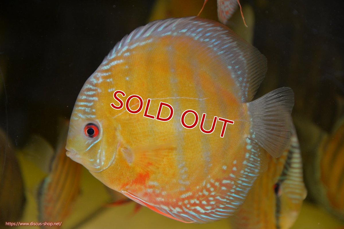 画像1: 【ワイルドディスカス】【通販】ラーゴクミナスーパーレッド【個体販売】16cm（生体）ラーゴクミナ産 (1)