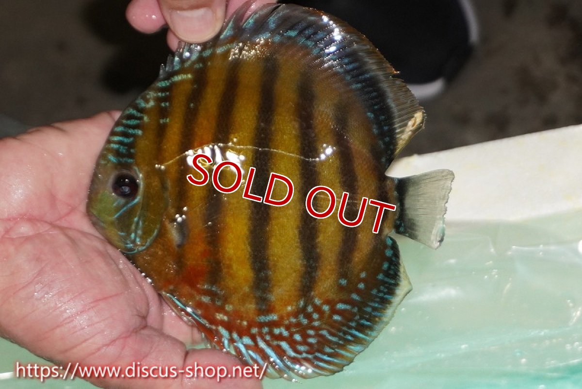 画像2: 【ワイルドディスカス】【通販】ラーゴクミナスーパーレッド【個体販売】16cm（生体）ラーゴクミナ産 (2)