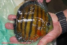 画像2: 【ワイルドディスカス】【通販】ラーゴクミナスーパーレッド【個体販売】16cm（生体）ラーゴクミナ産 (2)