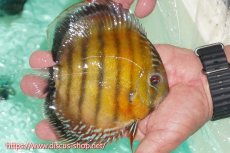 画像2: 【ワイルドディスカス】【通販】ラーゴクミナスーパーレッド【個体販売】15cm（生体）ラーゴクミナ産 (2)