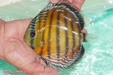 画像1: 【ワイルドディスカス】【通販】ラーゴクミナスーパーレッド【個体販売】15cm（生体）ラーゴクミナ産 (1)