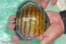 画像2: 【ワイルドディスカス】【通販】ラーゴクミナスーパーレッド【個体販売】15cm（生体）ラーゴクミナ産 (2)