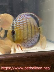 画像5: 【ワイルドディスカス】【通販】【激レア 国産ブリードワイルドクロス】アッパーテフェロイヤルグリーン(wild ♂)×ラーゴパラコニブラッドレッドF2(breed ♀)【個体販売】9-10cm（生体）【籠谷氏ブリード個体） (5)