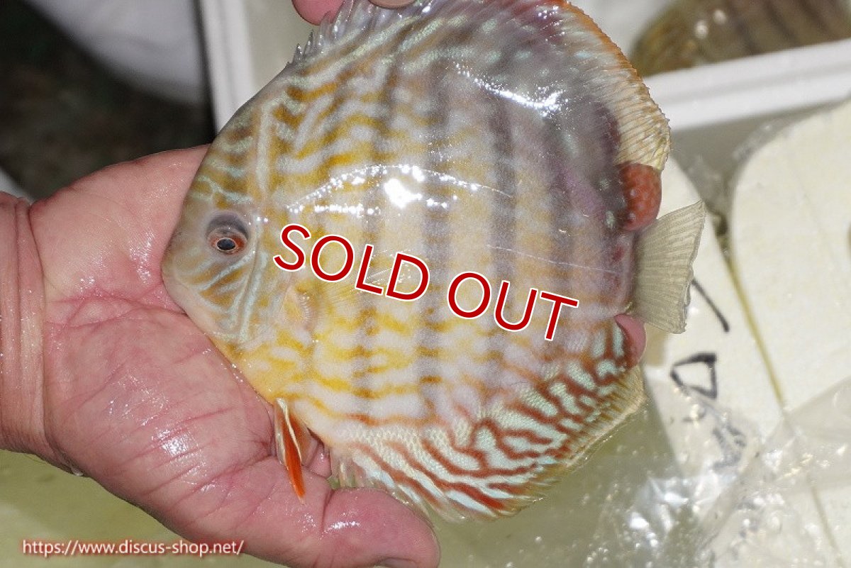 画像1: 【ワイルドディスカス】【通販】【激レア新産地】ラーゴアマニウ スーパーロイヤル【個体販売】16-17cm（生体）アマニウ産 (1)