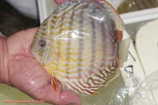 画像1: 【ワイルドディスカス】【通販】【激レア新産地】ラーゴアマニウ スーパーロイヤル【個体販売】16-17cm（生体）アマニウ産 (1)