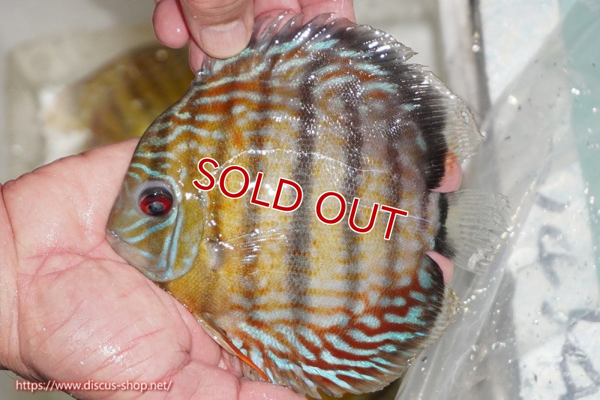 画像1: 【在庫一掃セール第二弾 ２０％OFFクーポン対象商品（番号20）】【ワイルドディスカス】【通販】【激レア新産地】ラーゴアマニウ ロイヤル【個体販売】16-17cm（生体）アマニウ産 (1)