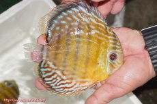 画像4: 【ワイルドディスカス】【通販】【激レア新産地】ラーゴアマニウ ロイヤル【個体販売】16-17cm（生体）アマニウ産 (4)