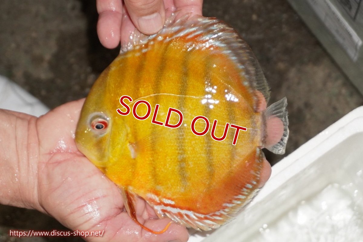 画像1: 【10％OFFクーポン対象個体】【ワイルドディスカス】【通販】【激レア新産地】ラーゴアマニウ レッド【個体販売】16-17cm（生体）アマニウ産 (1)