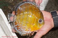 画像3: 【特選特価個体】【ワイルドディスカス】【通販】【激レア新産地】ラーゴアマニウ レッド【個体販売】16-17cm（生体）アマニウ産 (3)