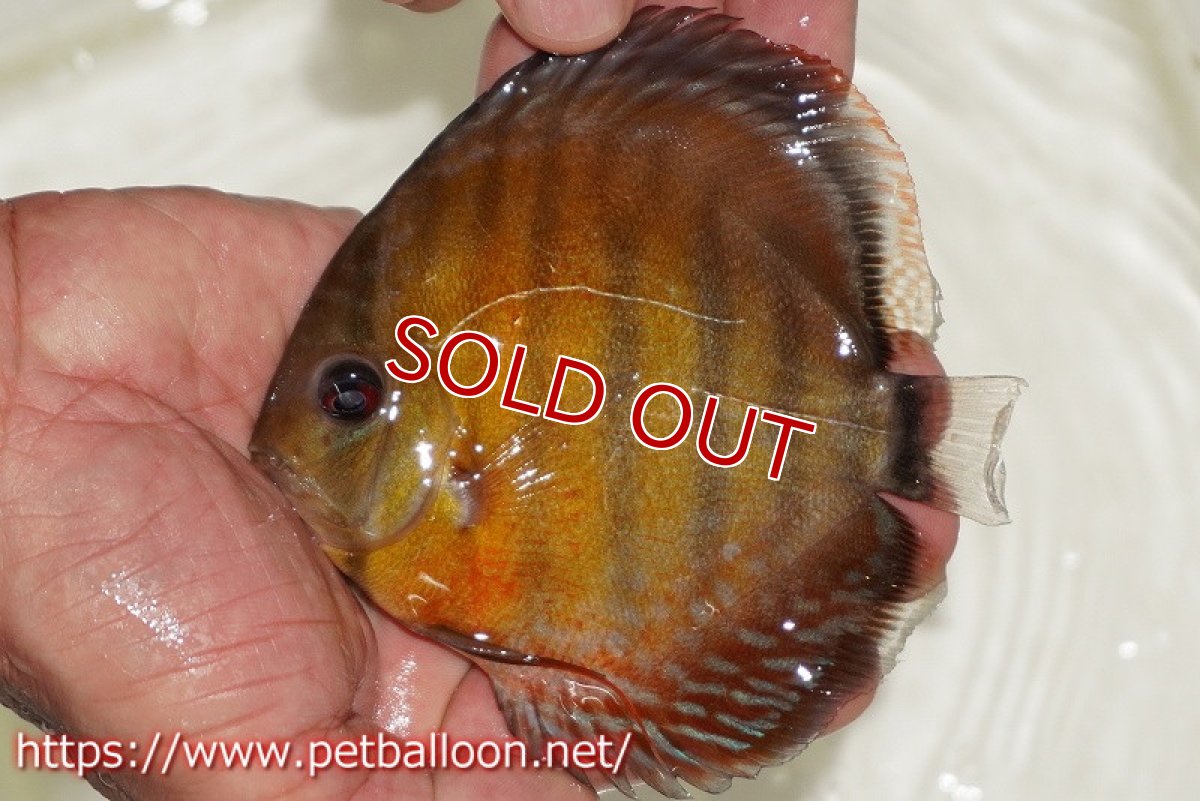 画像1: 【10％OFFクーポン対象個体】【ワイルドディスカス】【通販】【激レア新産地　入荷後未掲載個体】ラーゴアマニウ ブラッドレッド　スーパーヤングスター【個体販売】10-12cm（生体）アマニウ産 (1)