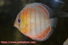 画像1: 【10％OFFクーポン対象個体】【ワイルドディスカス】【通販】【激レア新産地　入荷後未掲載個体】ラーゴアマニウ ブラッドレッド　スーパーヤングスター【個体販売】10-12cm（生体）アマニウ産 (1)