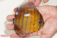 画像3: 【10％OFFクーポン対象個体】【ワイルドディスカス】【通販】【激レア新産地　入荷後未掲載個体】ラーゴアマニウ ブラッドレッド　スーパーヤングスター【個体販売】10-12cm（生体）アマニウ産 (3)