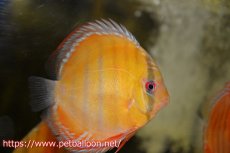 画像1: 【10％OFFクーポン対象個体】【ワイルドディスカス】【通販】【激レア新産地　入荷後未掲載個体】ラーゴアマニウ ブラッドレッド　スーパーヤングスター【個体販売】10-12cm（生体）アマニウ産 (1)