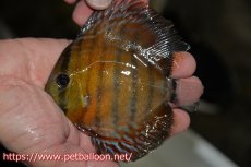 画像1: 【10％OFFクーポン対象個体】【ワイルドディスカス】【通販】【激レア新産地　入荷後未掲載個体】ラーゴアマニウ ブラッドレッド　ヤングスター【個体販売】10-12cm（生体）アマニウ産 (1)