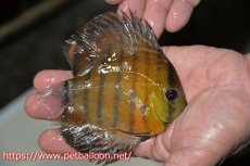 画像2: 【10％OFFクーポン対象個体】【ワイルドディスカス】【通販】【激レア新産地　入荷後未掲載個体】ラーゴアマニウ ブラッドレッド　ヤングスター【個体販売】10-12cm（生体）アマニウ産 (2)