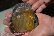 画像3: 【ワイルドディスカス】【通販】【激レア新産地　入荷後未掲載個体】ラーゴアマニウ ブラッドレッド　ヤングスター【個体販売】10-12cm（生体）アマニウ産 (3)
