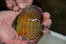 画像1: 【10％OFFクーポン対象個体】【ワイルドディスカス】【通販】【激レア新産地　入荷後未掲載個体】ラーゴアマニウ ブラッドレッド　ヤングスター【個体販売】10-12cm（生体）アマニウ産 (1)