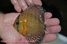 画像1: 【ワイルドディスカス】【通販】【激レア新産地　入荷後未掲載個体】ラーゴアマニウ ブラッドレッド　ヤングスター【個体販売】10-12cm（生体）アマニウ産 (1)
