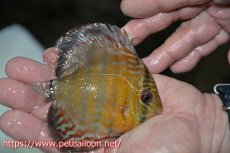 画像2: 【ワイルドディスカス】【通販】【激レア新産地　入荷後未掲載個体】ラーゴアマニウ ブラッドレッド　ヤングスター【個体販売】10-12cm（生体）アマニウ産 (2)