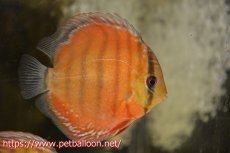 画像1: 【ワイルドディスカス】【通販】【入荷後未掲載個体】ラーゴアマニウ ブラッドレッド　ヤングスター【個体販売】10-12cm（生体）アマニウ産 (1)