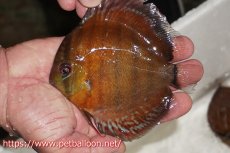 画像2: 【ワイルドディスカス】【通販】【入荷後未掲載個体】ラーゴアマニウ ブラッドレッド　ヤングスター【個体販売】10-12cm（生体）アマニウ産 (2)