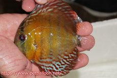 画像1: 【ワイルドディスカス】【通販】【入荷後未掲載個体】ラーゴアマニウ ブラッドレッド　ヤングスター【個体販売】10-12cm（生体）アマニウ産 (1)