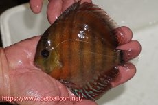 画像1: 【ワイルドディスカス】【通販】【入荷後未掲載個体】ラーゴアマニウ ブラッドレッド　ヤングスター（金目ーオレンジ目）【個体販売】10-11cm（生体）アマニウ産 (1)