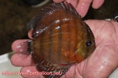 画像2: 【ワイルドディスカス】【通販】【入荷後未掲載個体】ラーゴアマニウ ブラッドレッド　ヤングスター（金目ーオレンジ目）【個体販売】10-11cm（生体）アマニウ産 (2)
