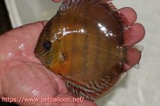 画像1: 【ワイルドディスカス】【通販】【入荷後未掲載個体】ラーゴアマニウ ブラッドレッド　ヤングスター（金目ーオレンジ目）【個体販売】10-11cm（生体）アマニウ産 (1)